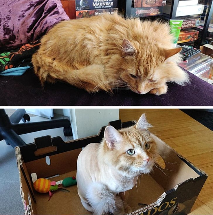 22 cases when a haircut transformed animals beyond recognition 22 cases when a haircut transformed animals beyond recognition