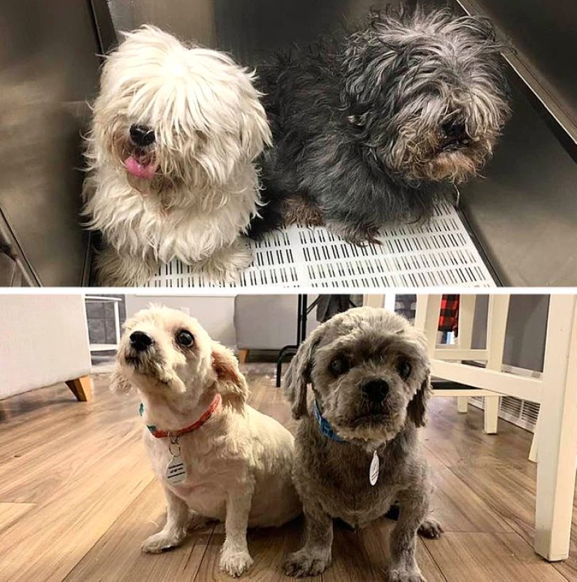 22 cases when a haircut transformed animals beyond recognition 22 cases when a haircut transformed animals beyond recognition