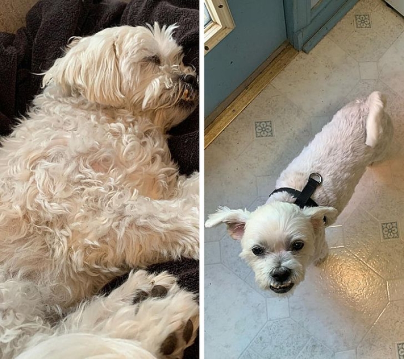 22 cases when a haircut transformed animals beyond recognition 22 cases when a haircut transformed animals beyond recognition