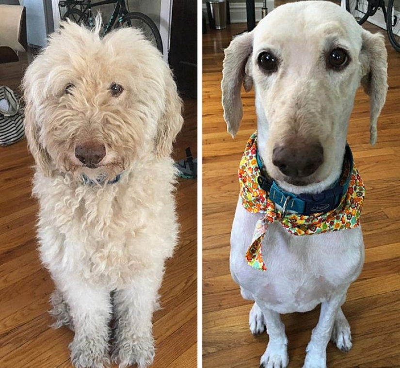 22 cases when a haircut transformed animals beyond recognition 22 cases when a haircut transformed animals beyond recognition