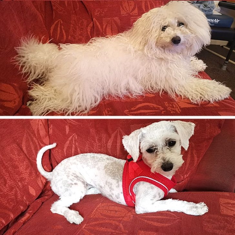 22 cases when a haircut transformed animals beyond recognition 22 cases when a haircut transformed animals beyond recognition