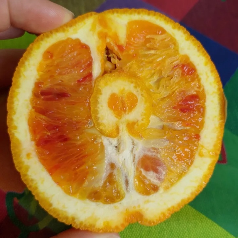 22 cases when nature surprised in the most unexpected way