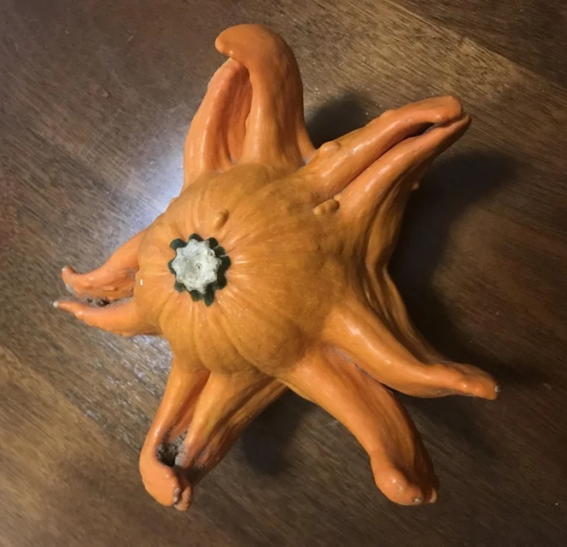 22 cases when nature surprised in the most unexpected way