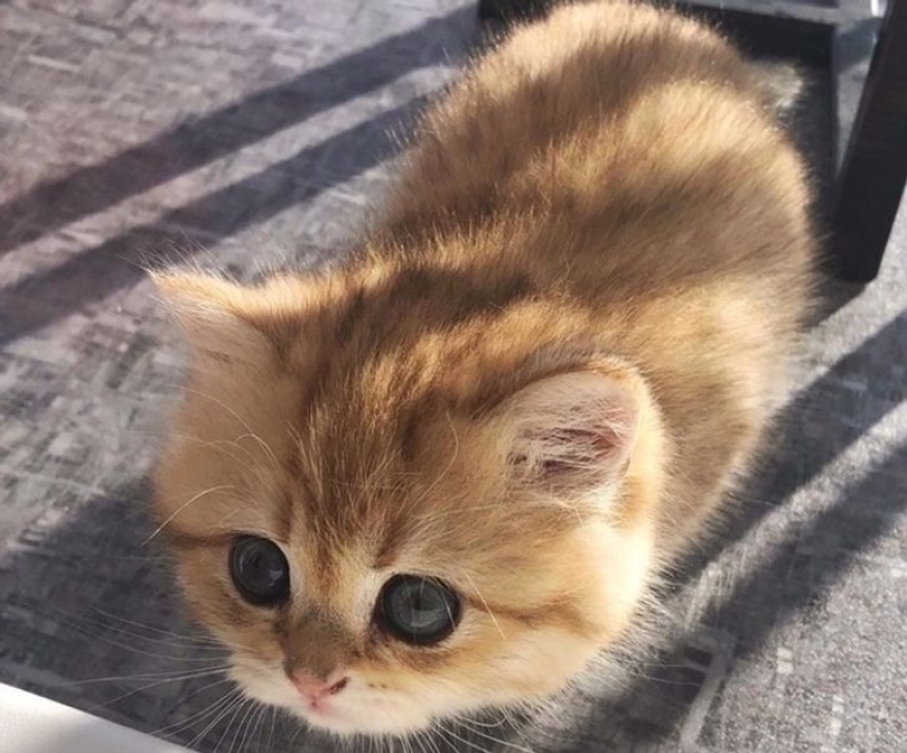 22 cats in which the hunting instinct suddenly woke up, but they forgot how to do it 22 cats in which the hunting instinct suddenly woke up, but they forgot how to do it