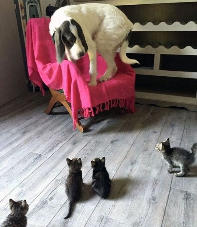 22 cats in which the hunting instinct suddenly woke up, but they forgot how to do it 22 cats in which the hunting instinct suddenly woke up, but they forgot how to do it