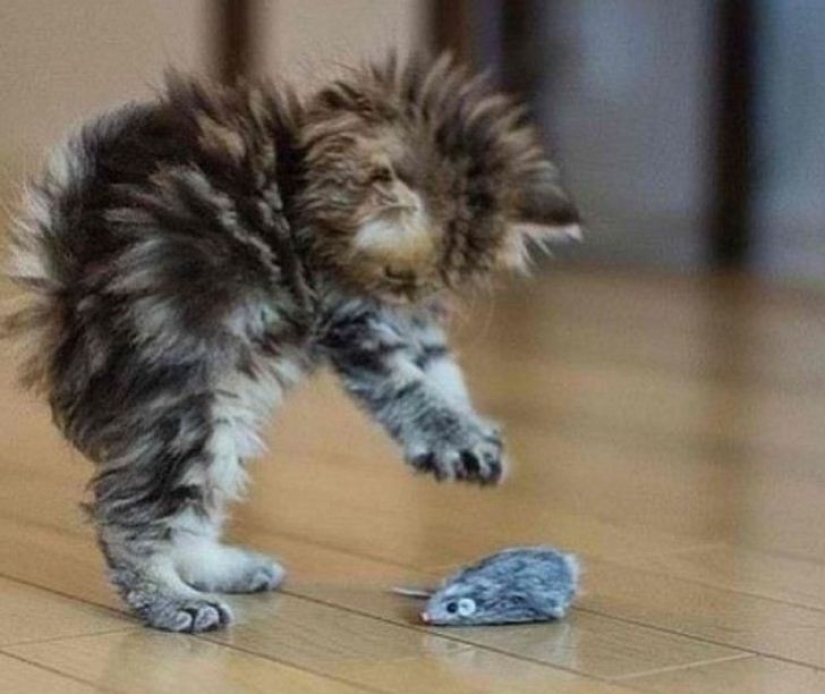 22 cats in which the hunting instinct suddenly woke up, but they forgot how to do it 22 cats in which the hunting instinct suddenly woke up, but they forgot how to do it