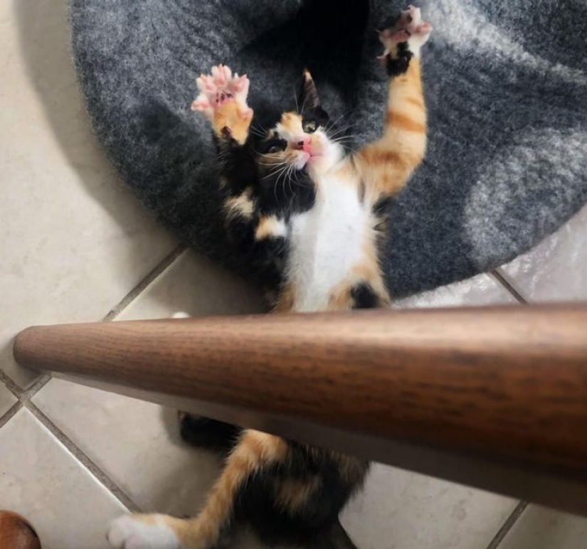 22 cats in which the hunting instinct suddenly woke up, but they forgot how to do it 22 cats in which the hunting instinct suddenly woke up, but they forgot how to do it