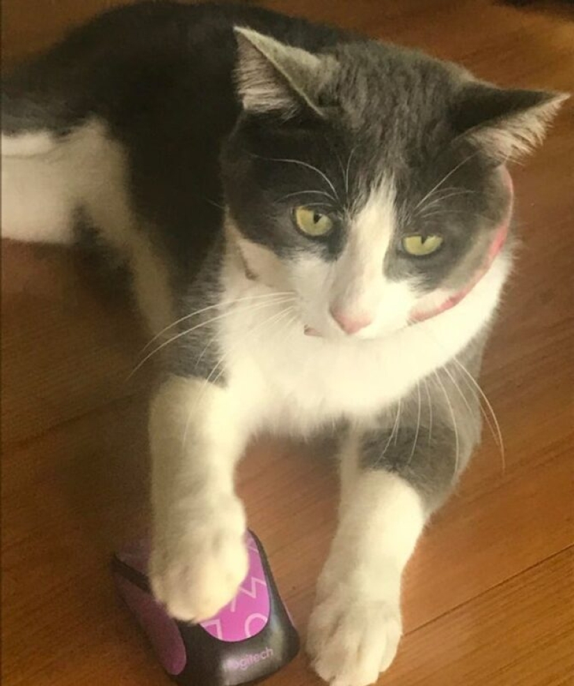 22 cats in which the hunting instinct suddenly woke up, but they forgot how to do it 22 cats in which the hunting instinct suddenly woke up, but they forgot how to do it