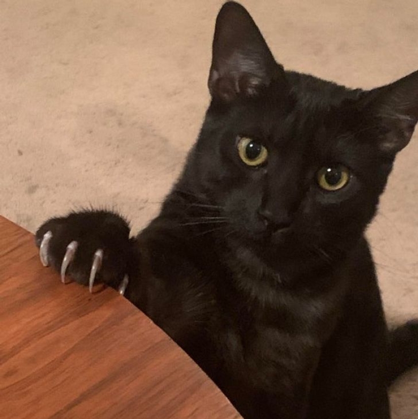 22 cats in which the hunting instinct suddenly woke up, but they forgot how to do it 22 cats in which the hunting instinct suddenly woke up, but they forgot how to do it