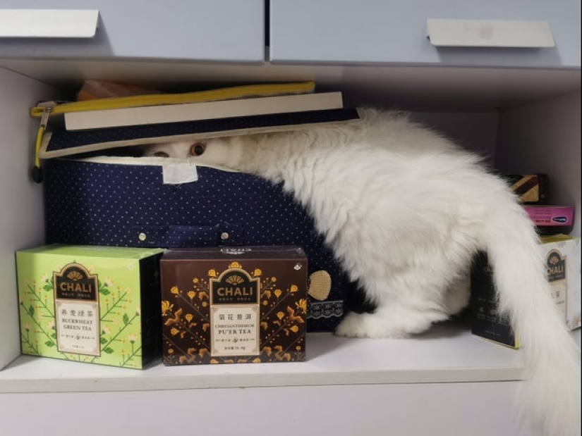 22 cats in which the hunting instinct suddenly woke up, but they forgot how to do it 22 cats in which the hunting instinct suddenly woke up, but they forgot how to do it