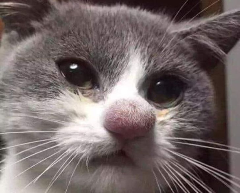 22 cats in which the hunting instinct suddenly woke up, but they forgot how to do it 22 cats in which the hunting instinct suddenly woke up, but they forgot how to do it