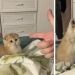 22 cats in which the hunting instinct suddenly woke up, but they forgot how to do it 22 cats in which the hunting instinct suddenly woke up, but they forgot how to do it