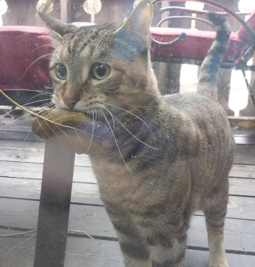 22 cats in which the hunting instinct suddenly woke up, but they forgot how to do it 22 cats in which the hunting instinct suddenly woke up, but they forgot how to do it