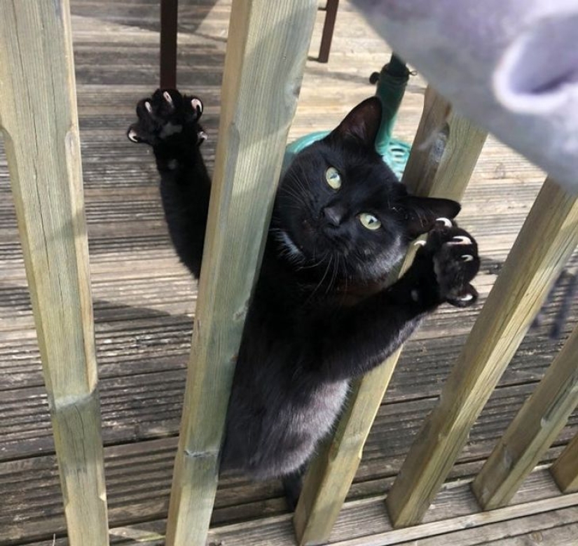 22 cats in which the hunting instinct suddenly woke up, but they forgot how to do it 22 cats in which the hunting instinct suddenly woke up, but they forgot how to do it