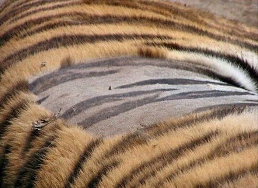22 cosas increíbles, pero reales que no todo el mundo está destinado a ver en la vida
