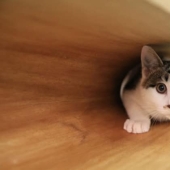22 cosas inusuales creadas por diseñadores y artesanos para animales 22 cosas inusuales creadas por diseñadores y artesanos para animales