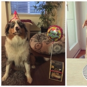 22 cute photos of dogs on their birthday that will amuse you