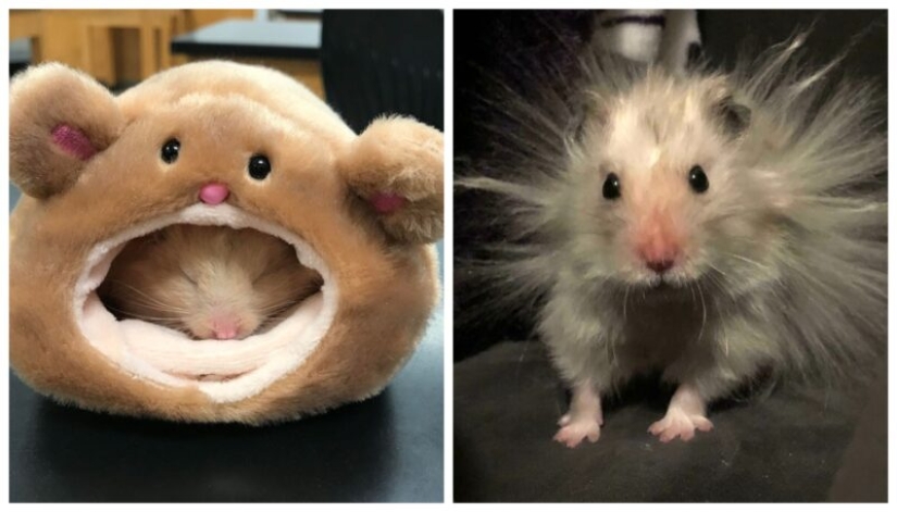 22 cute photos of hamsters that will make you smile 22 cute photos of hamsters that will make you smile