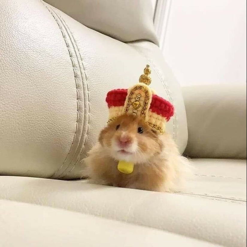 22 cute photos of hamsters that will make you smile 22 cute photos of hamsters that will make you smile