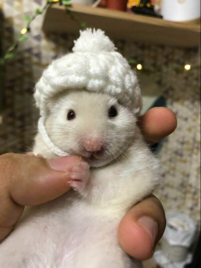 22 cute photos of hamsters that will make you smile 22 cute photos of hamsters that will make you smile