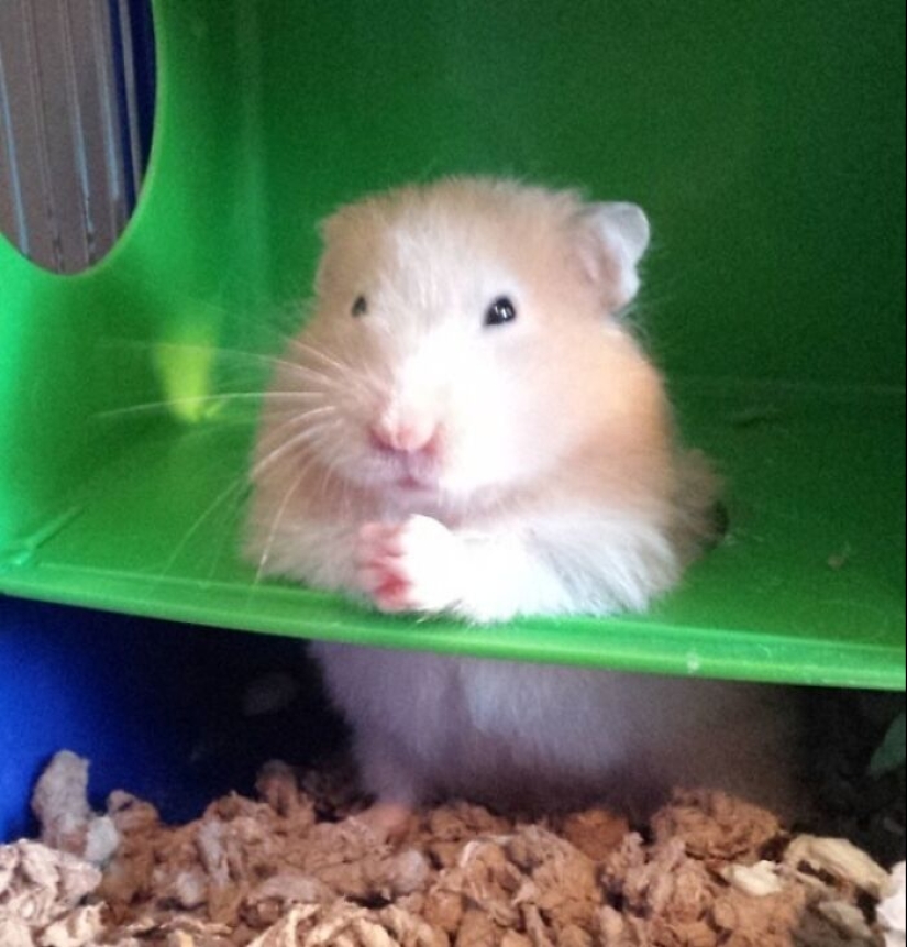 22 cute photos of hamsters that will make you smile 22 cute photos of hamsters that will make you smile
