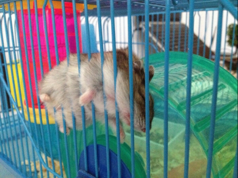 22 cute photos of hamsters that will make you smile 22 cute photos of hamsters that will make you smile