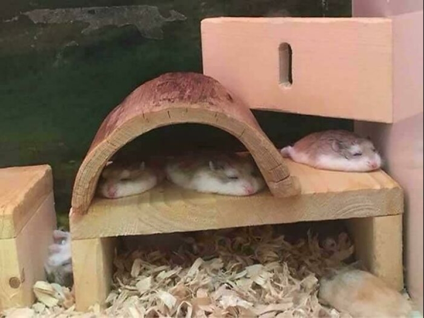 22 cute photos of hamsters that will make you smile 22 cute photos of hamsters that will make you smile