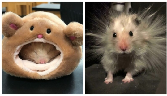 22 cute photos of hamsters that will make you smile 22 cute photos of hamsters that will make you smile