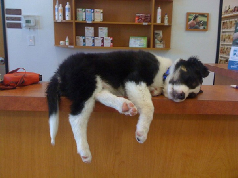 22 dogs that can sleep anywhere, anytime! 22 dogs that can sleep anywhere, anytime!