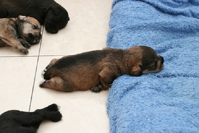 22 dogs that can sleep anywhere, anytime! 22 dogs that can sleep anywhere, anytime!