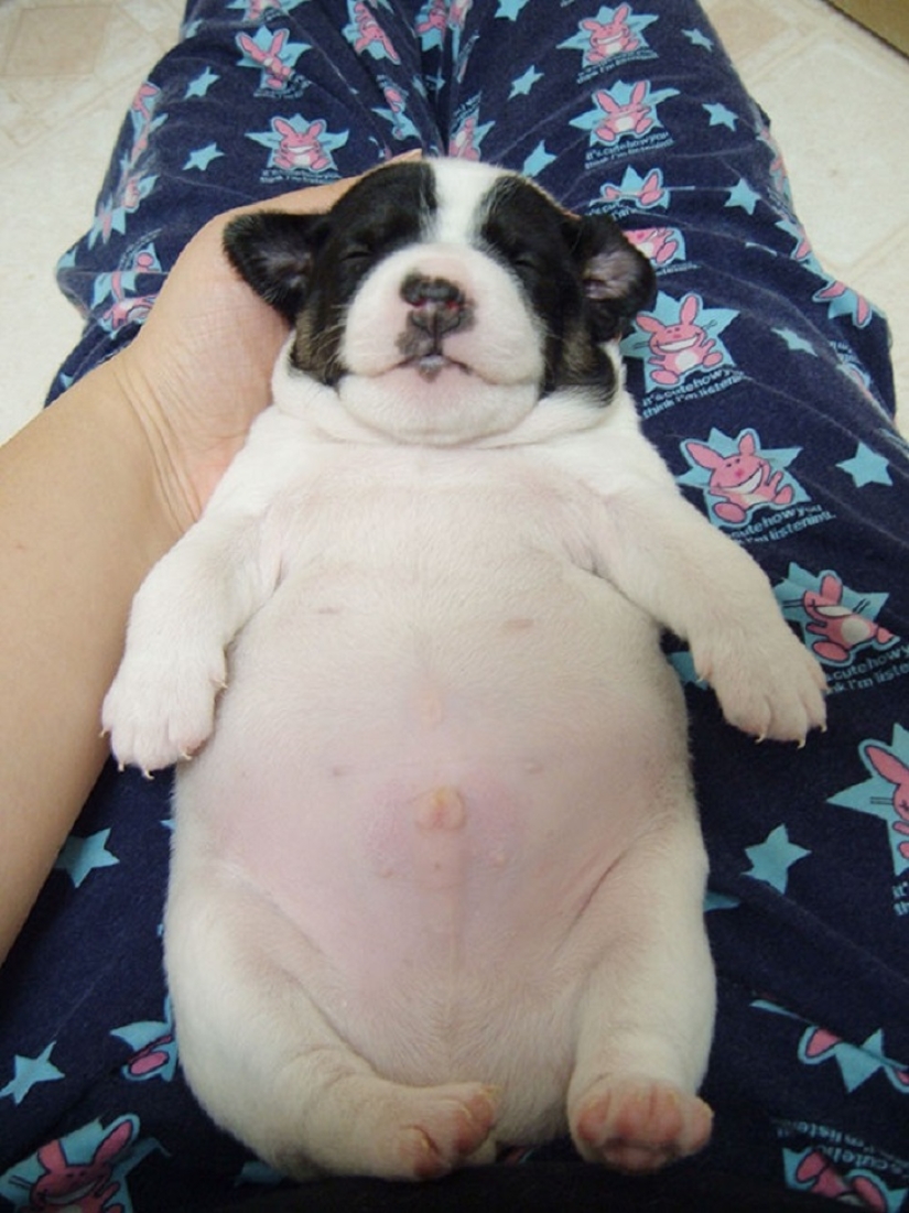 22 dogs that can sleep anywhere, anytime! 22 dogs that can sleep anywhere, anytime!