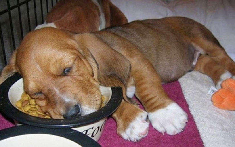 22 dogs that can sleep anywhere, anytime! 22 dogs that can sleep anywhere, anytime!