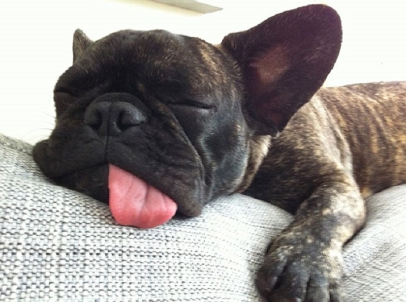 22 dogs that can sleep anywhere, anytime! 22 dogs that can sleep anywhere, anytime!
