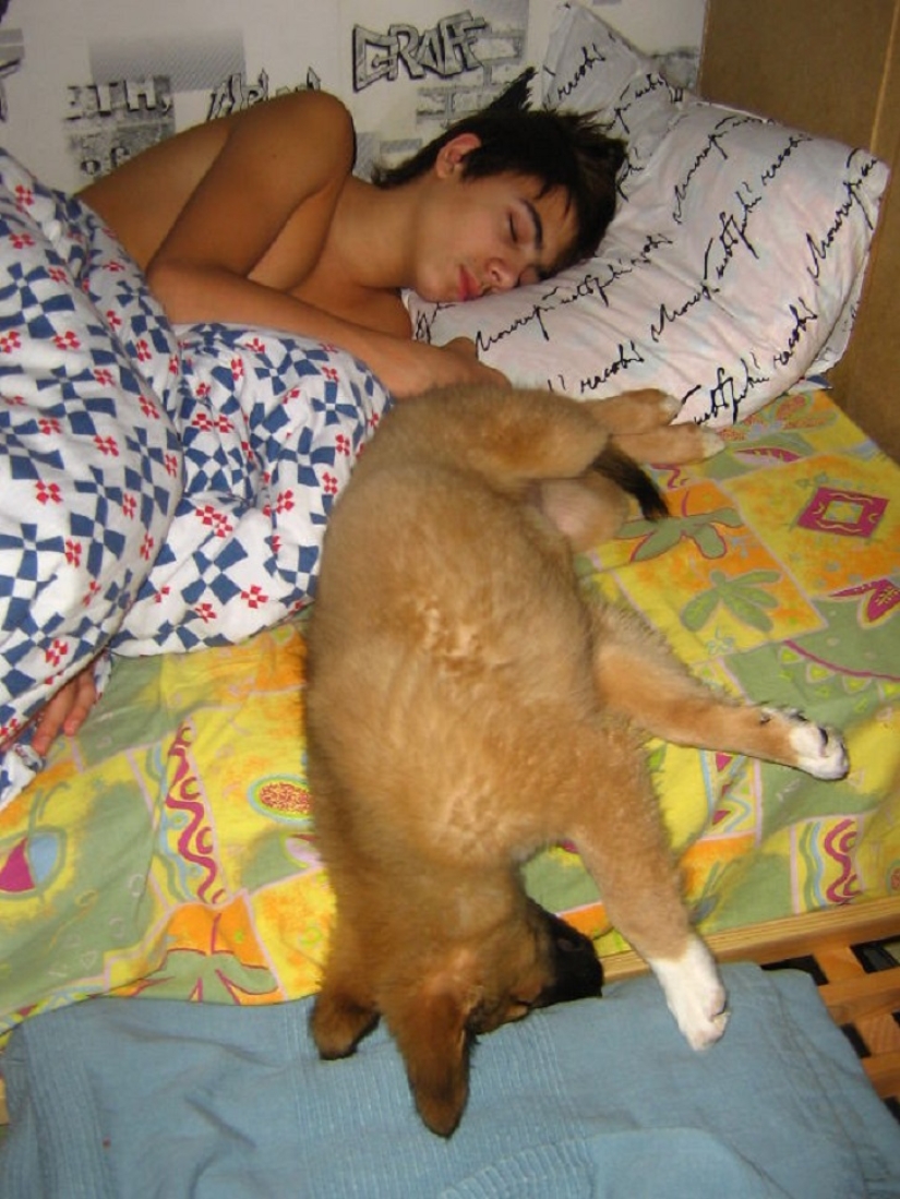 22 dogs that can sleep anywhere, anytime! 22 dogs that can sleep anywhere, anytime!