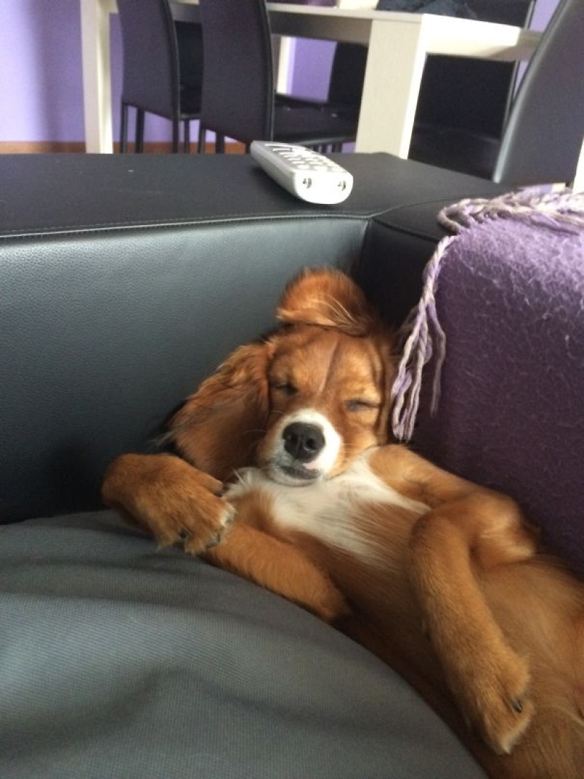 22 dogs that can sleep anywhere, anytime! 22 dogs that can sleep anywhere, anytime!