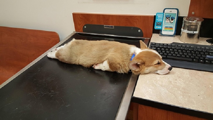 22 dogs that can sleep anywhere, anytime! 22 dogs that can sleep anywhere, anytime!