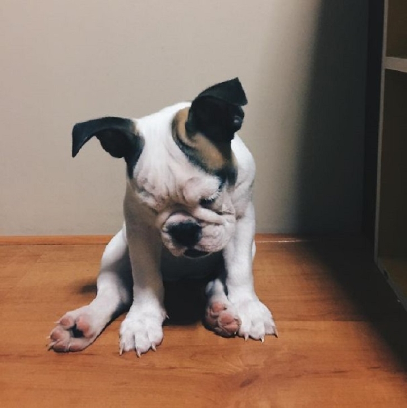 22 dogs that can sleep anywhere, anytime! 22 dogs that can sleep anywhere, anytime!
