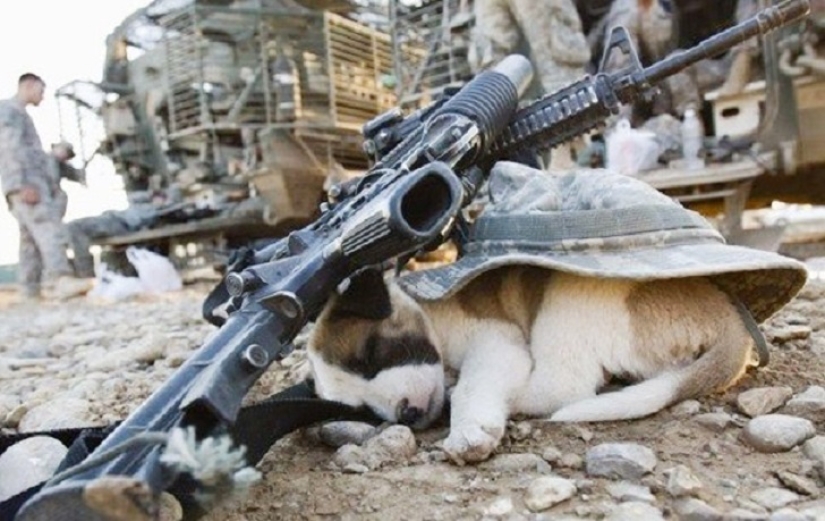 22 dogs that can sleep anywhere, anytime! 22 dogs that can sleep anywhere, anytime!