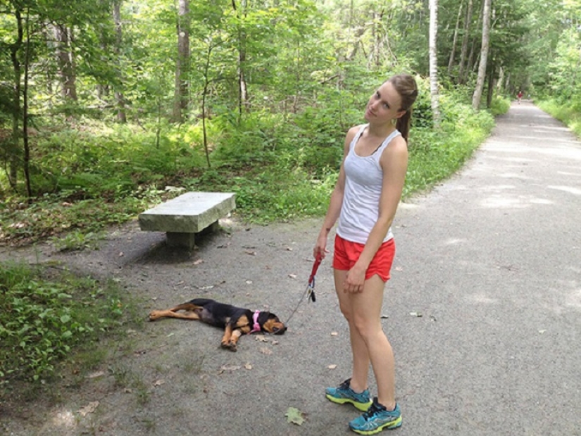 22 dogs that can sleep anywhere, anytime! 22 dogs that can sleep anywhere, anytime!