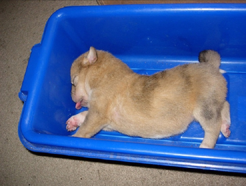 22 dogs that can sleep anywhere, anytime! 22 dogs that can sleep anywhere, anytime!