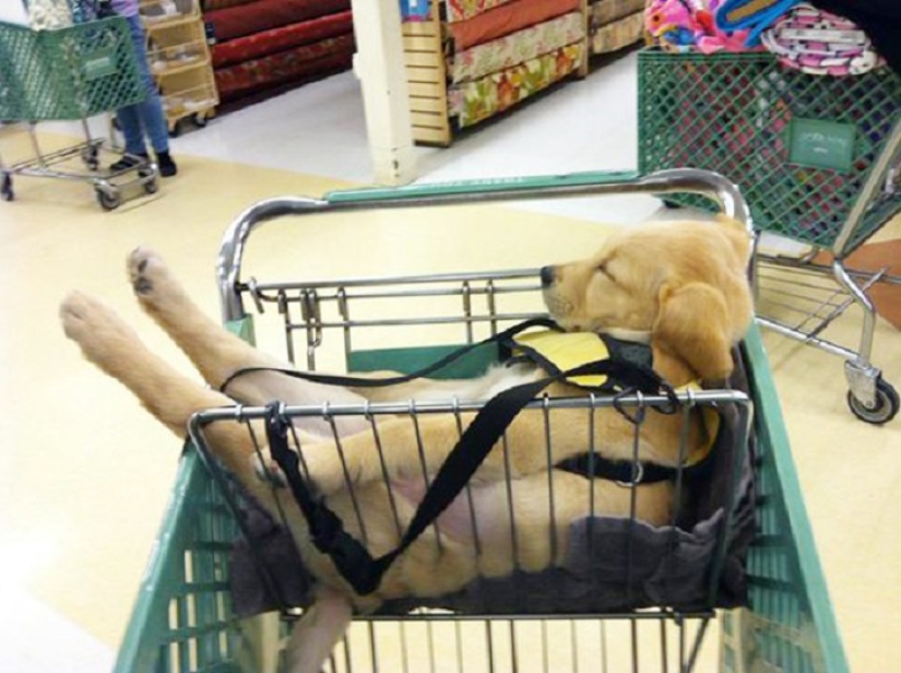 22 dogs that can sleep anywhere, anytime! 22 dogs that can sleep anywhere, anytime!
