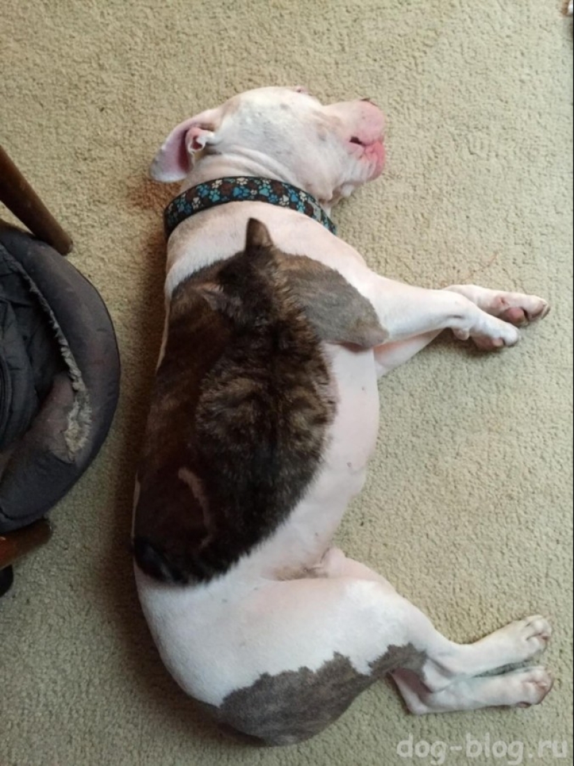 22 ejemplo de enmascaramiento, que es difícil de explicar la coincidencia 22 ejemplo de enmascaramiento, que es difícil de explicar la coincidencia