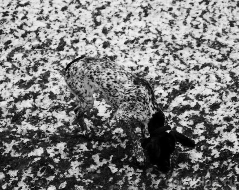 22 ejemplo de enmascaramiento, que es difícil de explicar la coincidencia 22 ejemplo de enmascaramiento, que es difícil de explicar la coincidencia