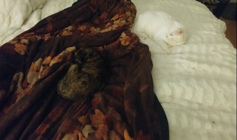 22 ejemplo de enmascaramiento, que es difícil de explicar la coincidencia 22 ejemplo de enmascaramiento, que es difícil de explicar la coincidencia