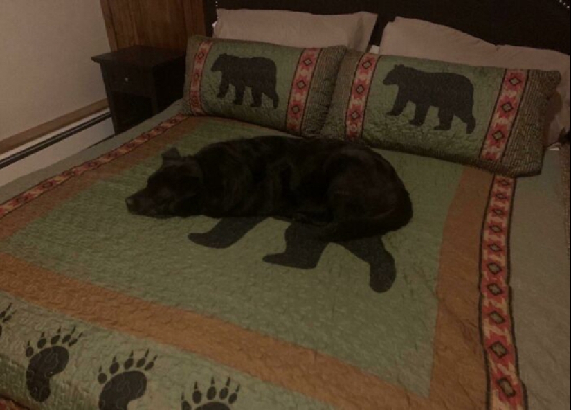 22 ejemplos de disfraz" aleatorio", que incluso los profesionales deberían aprender