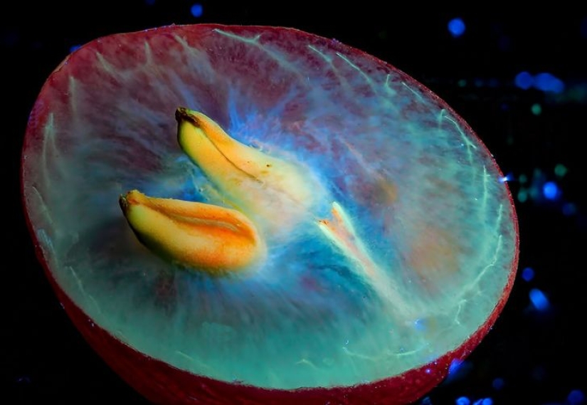 22 examples of how the surrounding world changes under an ultraviolet lamp