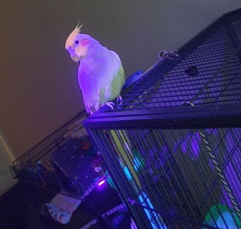 22 examples of how the surrounding world changes under an ultraviolet lamp