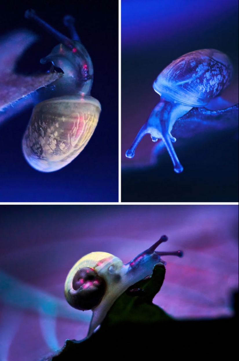 22 examples of how the surrounding world changes under an ultraviolet lamp