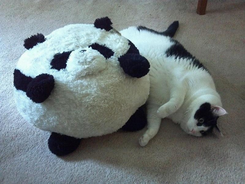 22 fat cats that are guaranteed to cheer you up 22 fat cats that are guaranteed to cheer you up