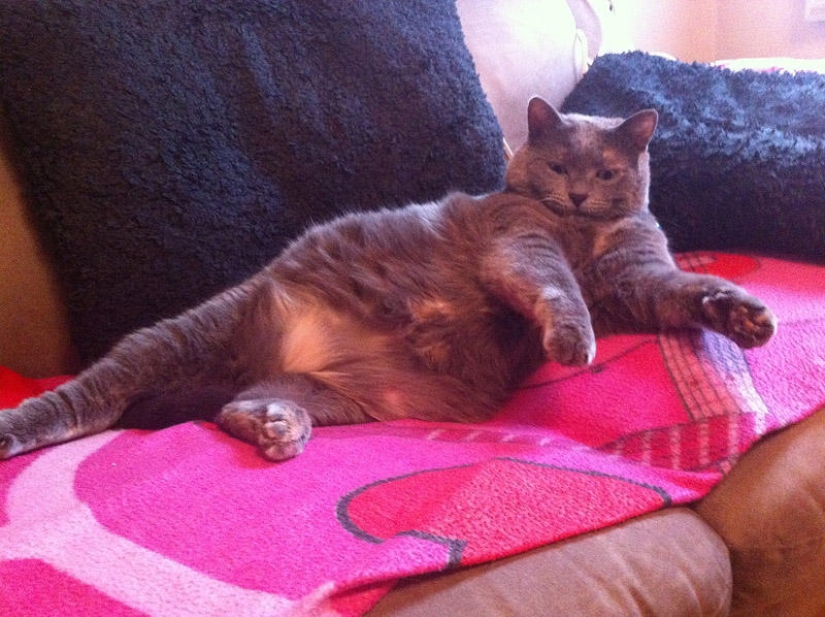 22 fat cats that are guaranteed to cheer you up 22 fat cats that are guaranteed to cheer you up